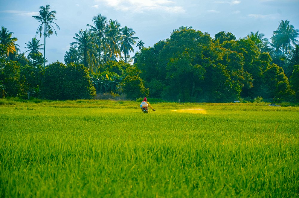 3 Acre Agricultural Land Near Shadnagar